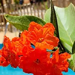 Βίλα Margarita