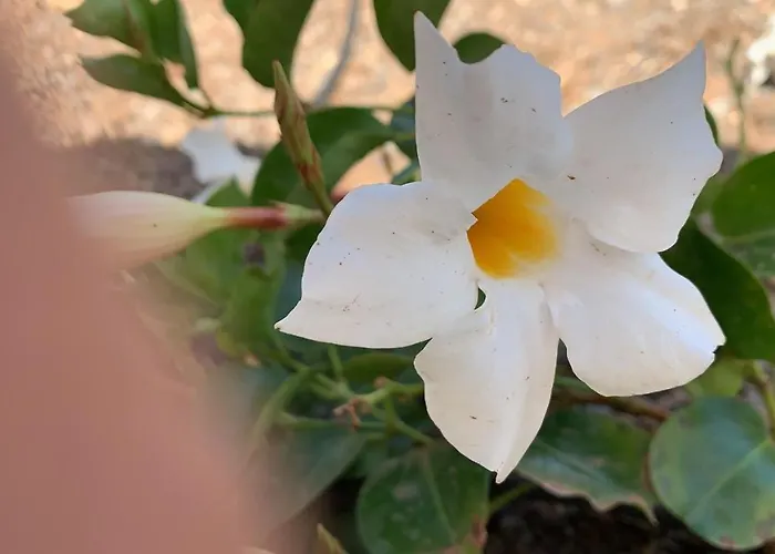 Margarita * Valle de Santa Inés