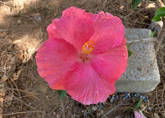 Margarita * Valle de Santa Inés